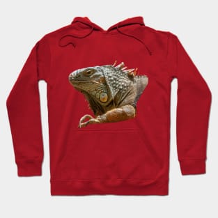 American Iguana Hoodie